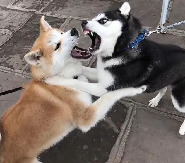 公知互撕,润人大乱战