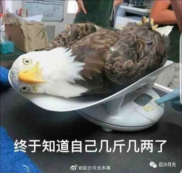 德国越来越不像德国,当年纳粹德国是如何振兴起来的?