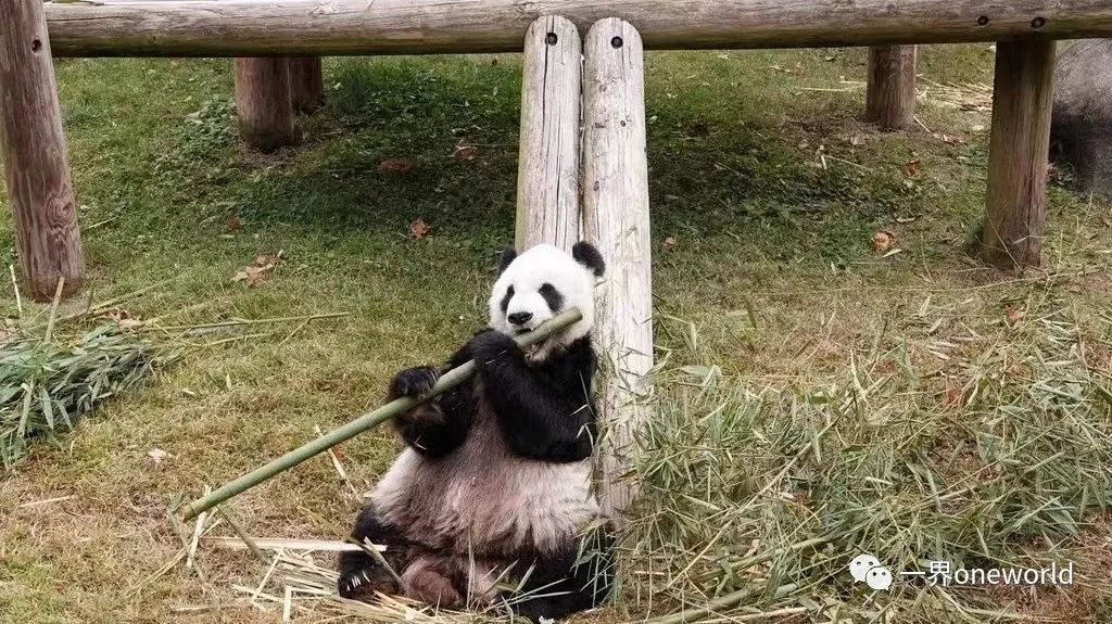 一只熊猫，何以如此引发关注？