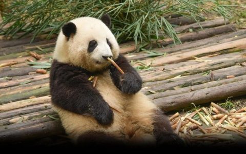 普通熊猫花花，是如何成为顶流的？