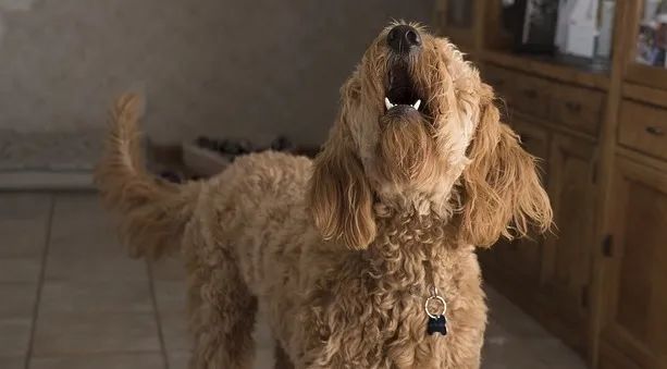 中俄成功峰会后,美国媒体怒评拜登:只会吠叫,不敢咬人