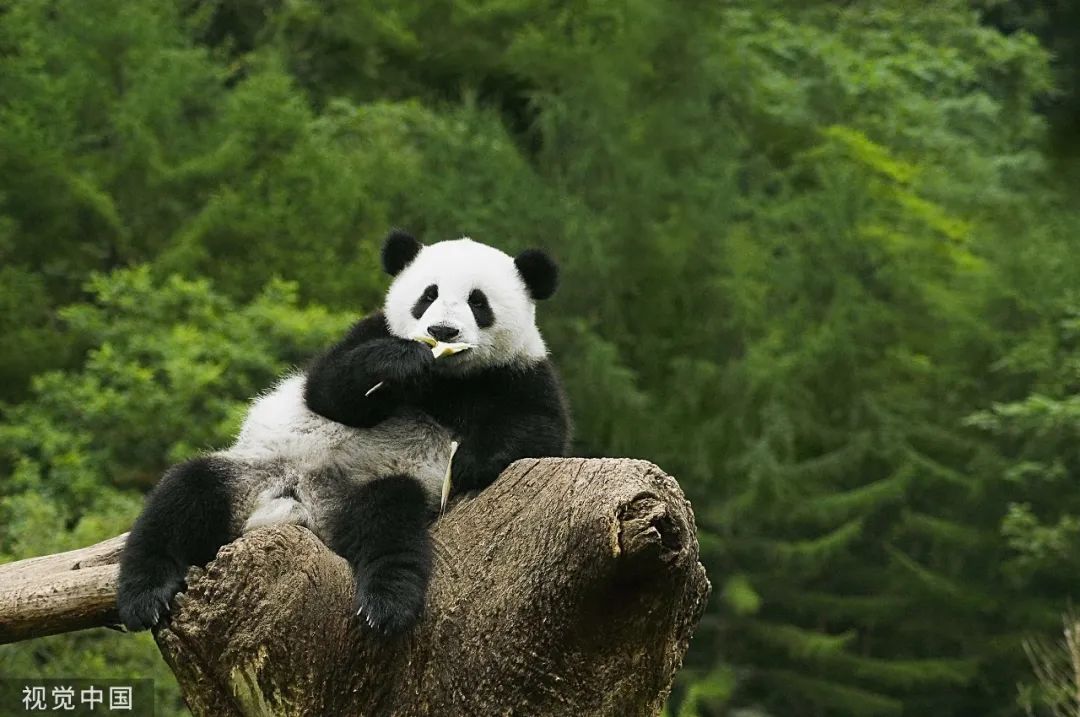 出国的大熊猫，有多「值钱」