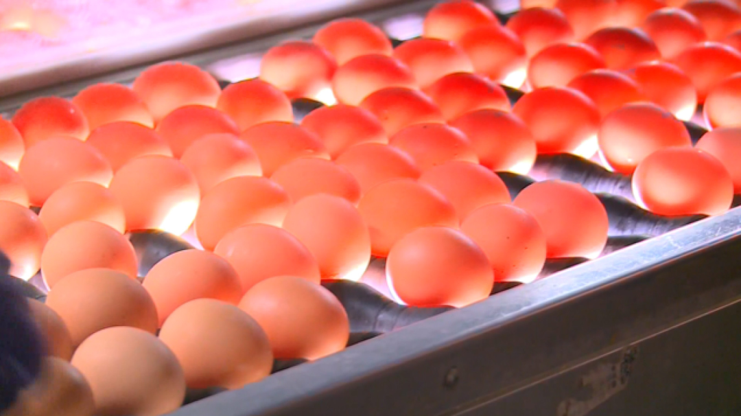 陷入历史最大缺蛋荒，台湾的鸡蛋怎么不够吃了？