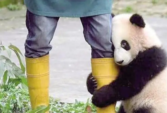 丫丫即将回国：国宝熊猫，在如何改变世界？