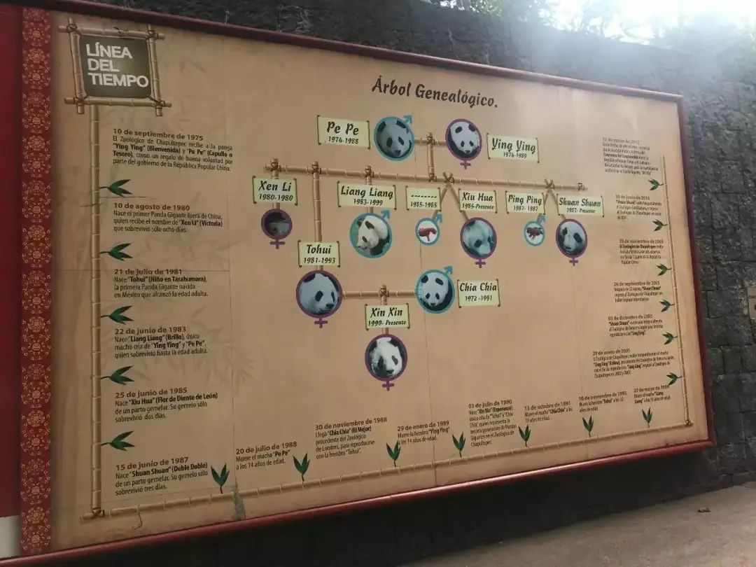 丫丫即将回国:国宝熊猫,在如何改变世界?