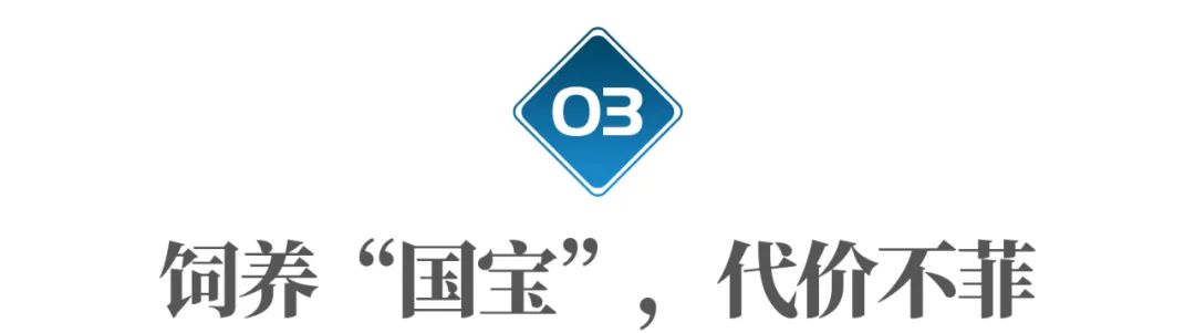丫丫即将回国:国宝熊猫,在如何改变世界?