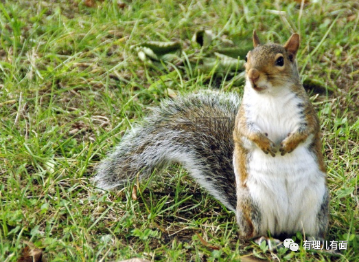 台湾为什么不再用爱发电了?
