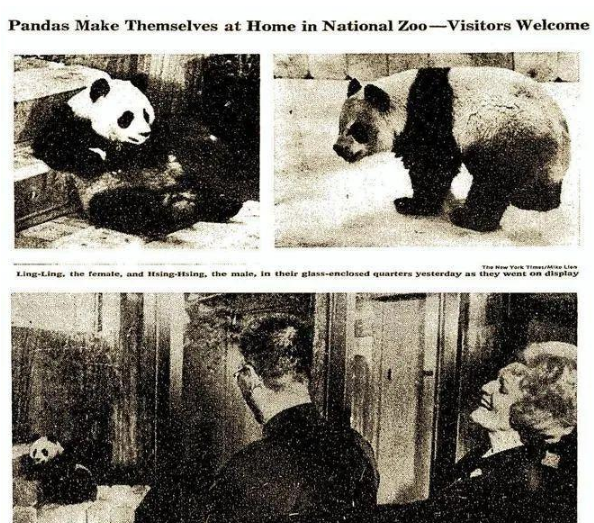 丫丫即将回国：国宝熊猫，在如何改变世界？