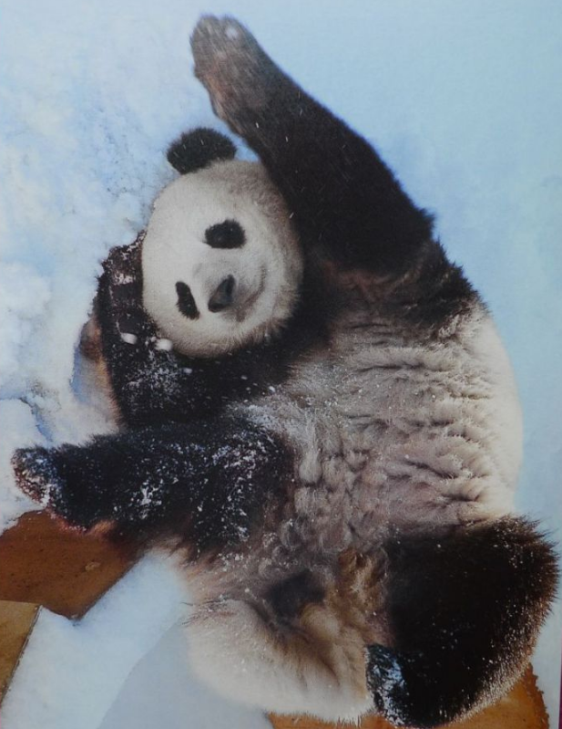 丫丫即将回国:国宝熊猫,在如何改变世界?