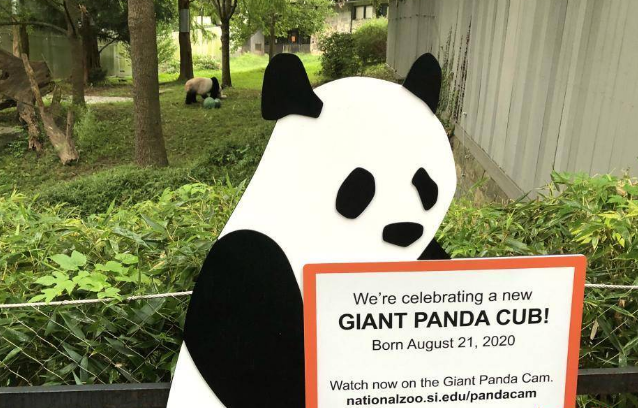 丫丫即将回国:国宝熊猫,在如何改变世界?