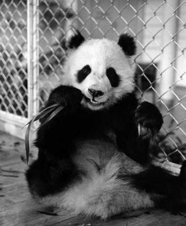 丫丫即将回国:国宝熊猫,在如何改变世界?