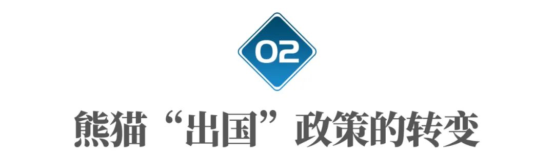 丫丫即将回国:国宝熊猫,在如何改变世界?