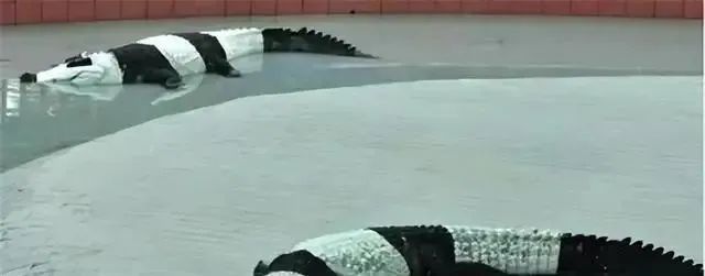 丫丫即将回国:国宝熊猫,在如何改变世界?