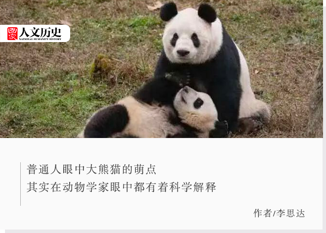 大熊猫这么萌，天生的吗？