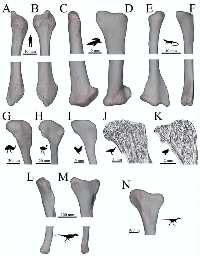 过去恐龙可以轻松达到几十吨的体重,为什么现在很少有生物达到?