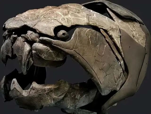 过去恐龙可以轻松达到几十吨的体重,为什么现在很少有生物达到?