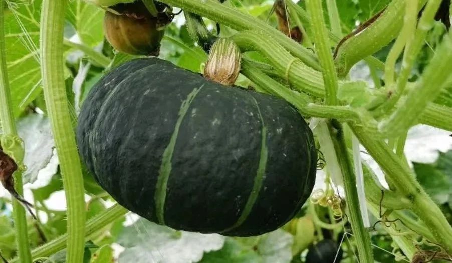 警惕!吃到这些苦味瓜果蔬菜,请立即吐出!否则,你可能得上医院!