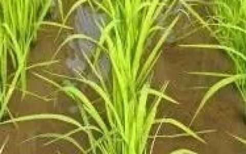 “水稻上山”引争议，全国农技中心回应