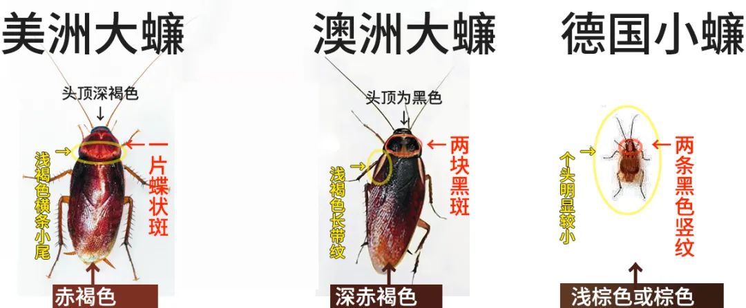 最近的北方人:来,大螂,吃药了