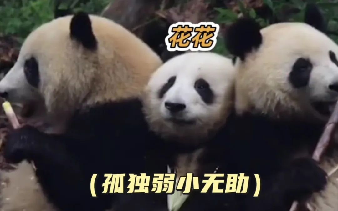 顶流“花花”的快乐生活,全靠他们