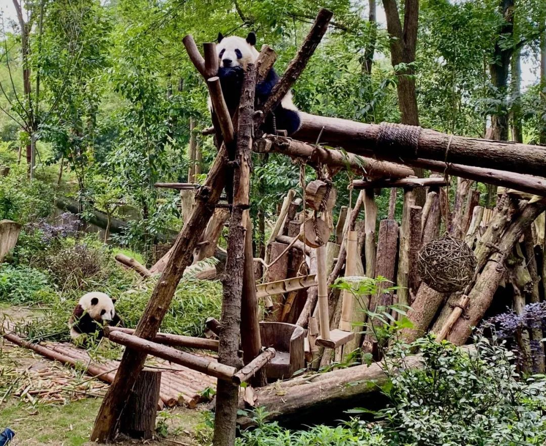 顶流“花花”的快乐生活,全靠他们