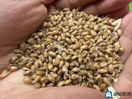 全球都在抢米!中国“粮仓”遭洪灾,谁来养活中国?