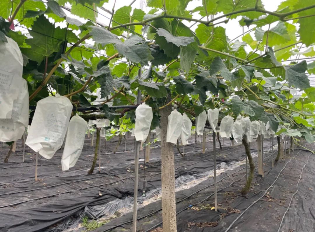 阳光玫瑰小败局|巨潮