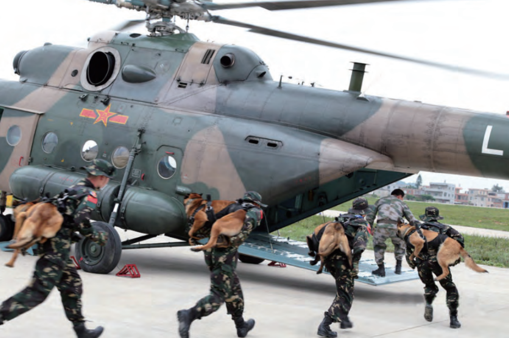 在中国,想要领养退役军犬有多难