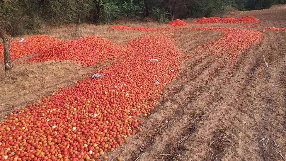 印度西红柿危机，隐藏一个农业大问题