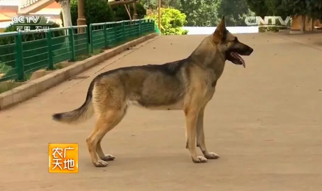 在中国，想要领养退役军犬有多难