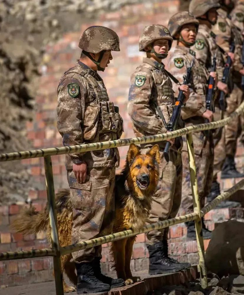 在中国,想要领养退役军犬有多难