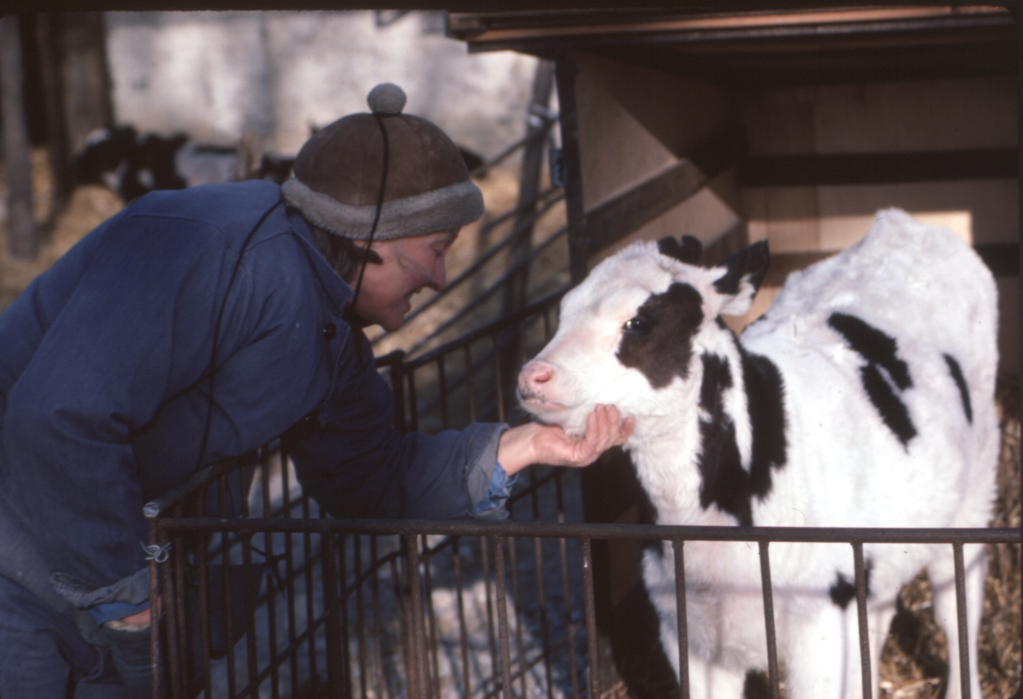 她参与了奥本海默“曼哈顿计划”，却来中国养了一辈子奶牛