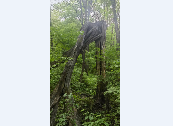 大变局下的熬与苟