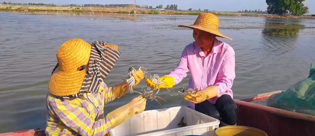 全国人民都知道新疆“海鲜”了,这次江浙沪不包邮