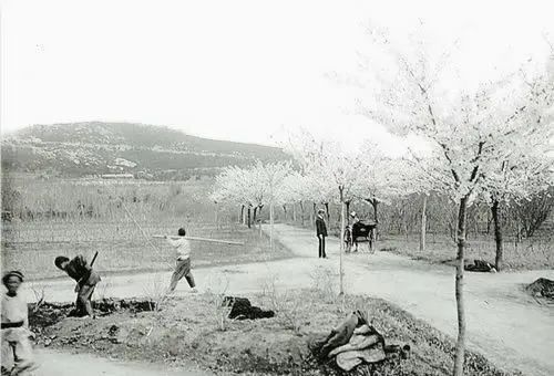 德国强租青岛99年,欲打造成“北方香港”,为何计划破产了?