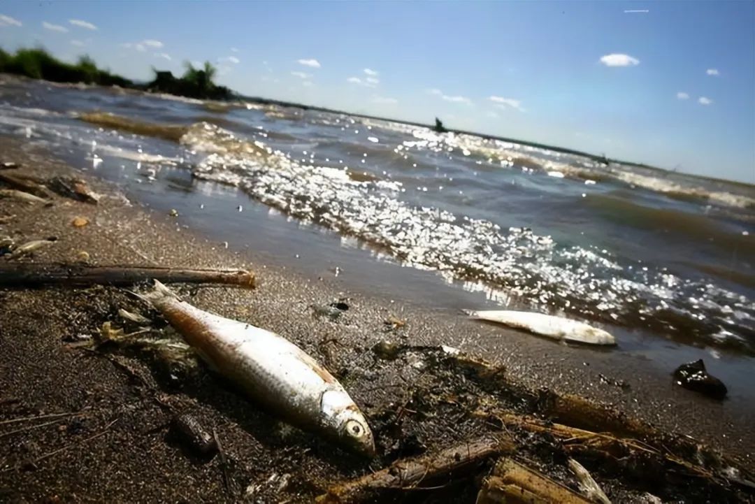 精神美日之人是毒药