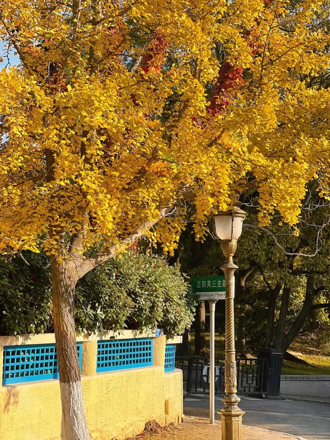 德国强租青岛99年,欲打造成“北方香港”,为何计划破产了?