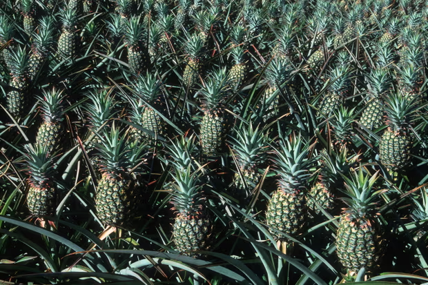 十九世纪的菠萝种植园如何将夏威夷的毛伊岛变成火药桶
