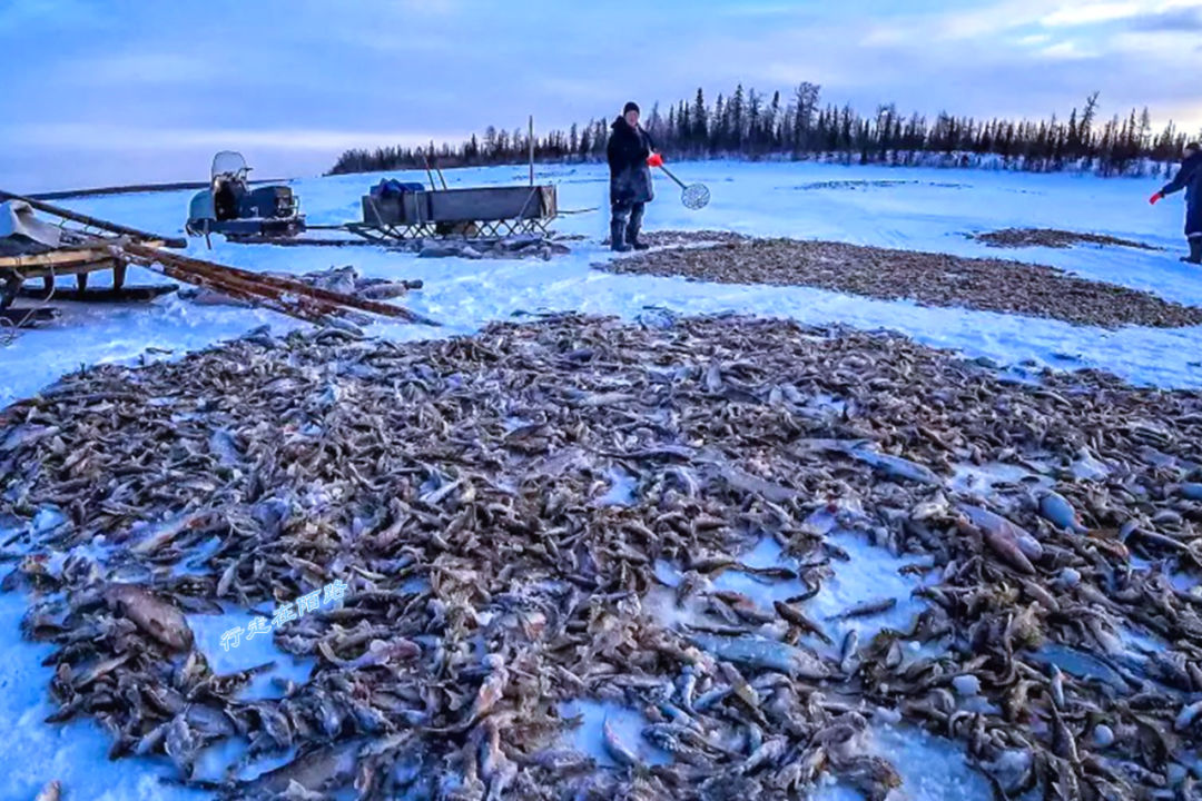 西伯利亚冬天有多可怕?屯粮千斤腌菜百罐,还得砍柴一个月