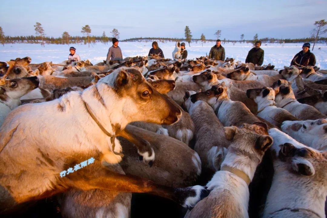 西伯利亚冬天有多可怕?屯粮千斤腌菜百罐,还得砍柴一个月