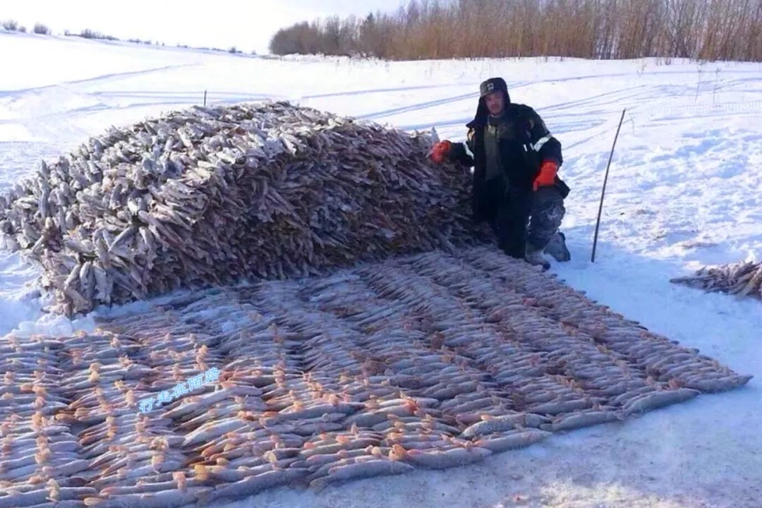 西伯利亚冬天有多可怕?屯粮千斤腌菜百罐,还得砍柴一个月
