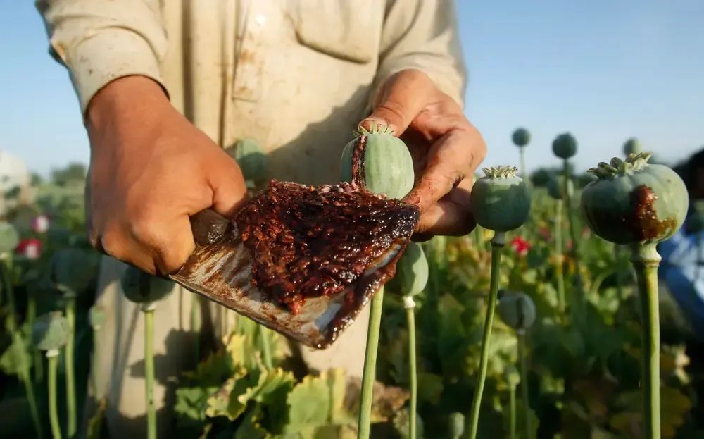联合国宣布：阿富汗毒品原作物种植面积锐减95%！阿富汗塔利班是咋做到的？