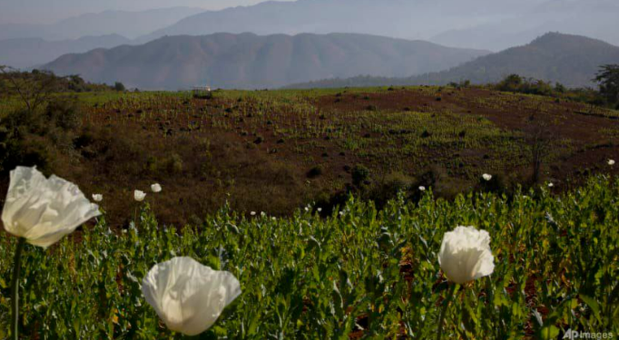除了电诈,缅甸又有一项黑色产业超过阿富汗,成为全球第一