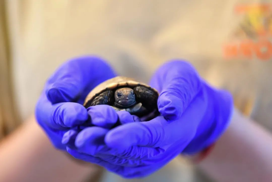 大汉帝国这个地下动物园里,有一只陪葬了2000年的大熊猫……