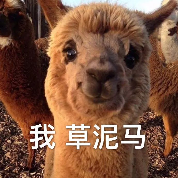 殖人无钱住宿,竟说中国使馆远程控制新西兰酒店