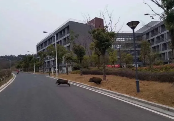 宙斯盾相控阵雷达,被中国农民拿来防控野猪了