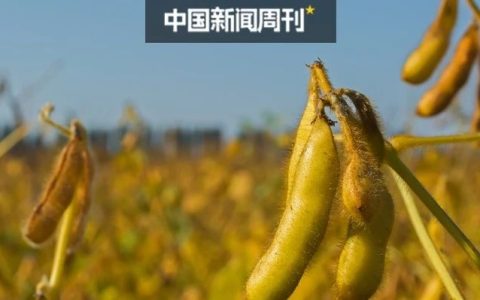 有限开闸：中国转基因粮食作物正式迈入商业化