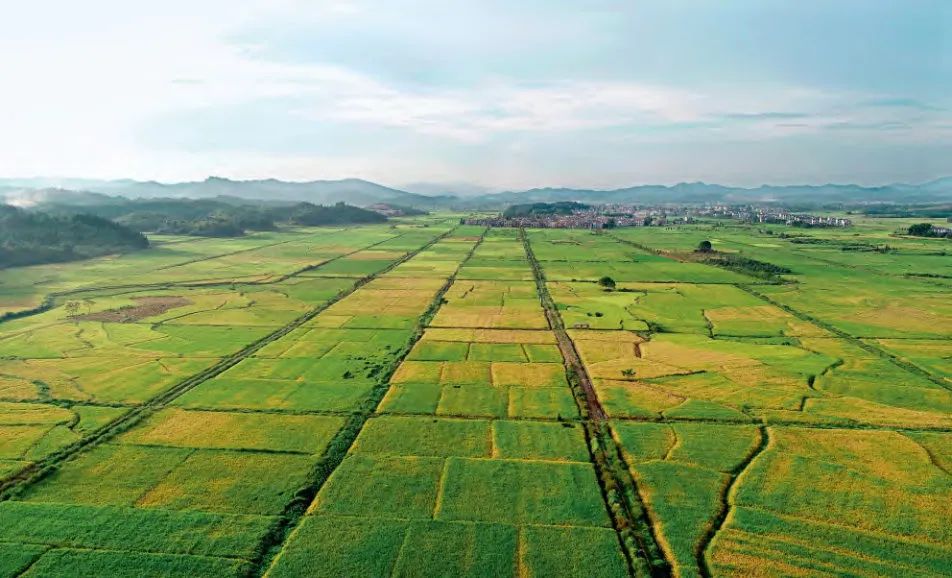 从野草到主粮：这条逆袭之路，水稻“走”了一万年……
