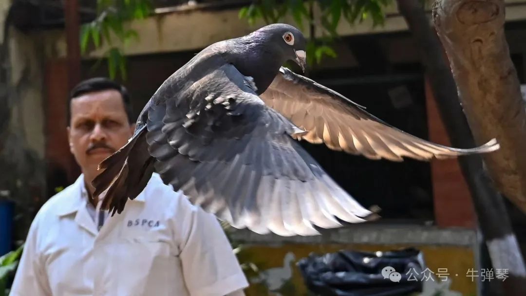 唉，一只可怜的台湾鸽子