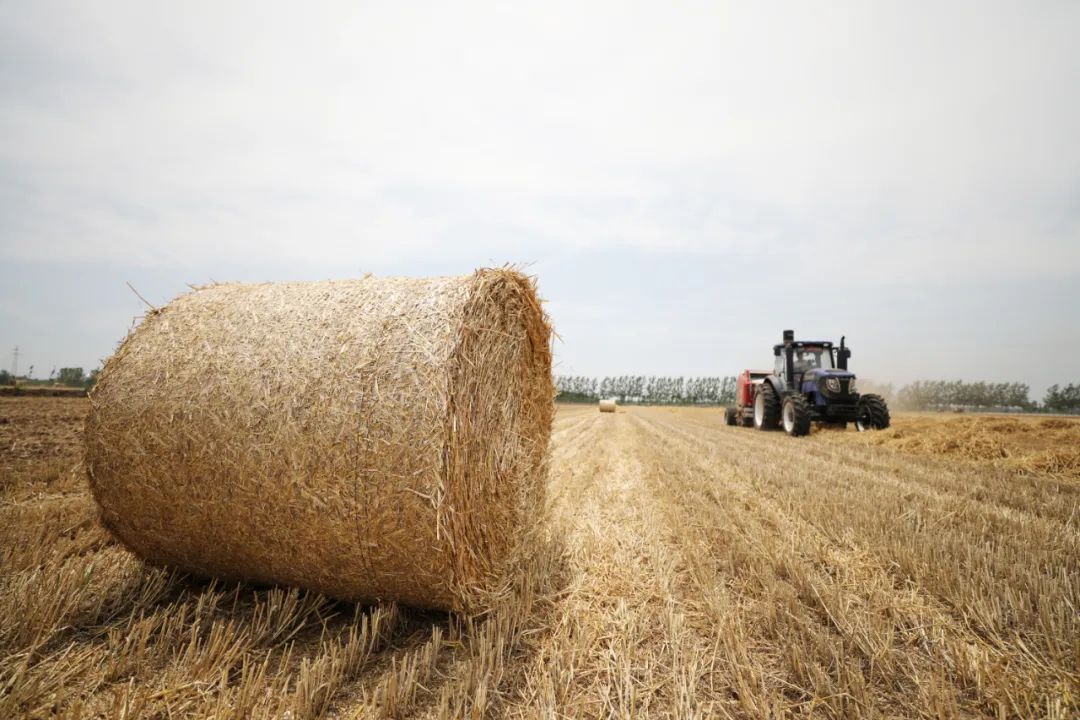 不让烧秸秆,仅看守干部餐食费就10多万元,最后还是烧了……